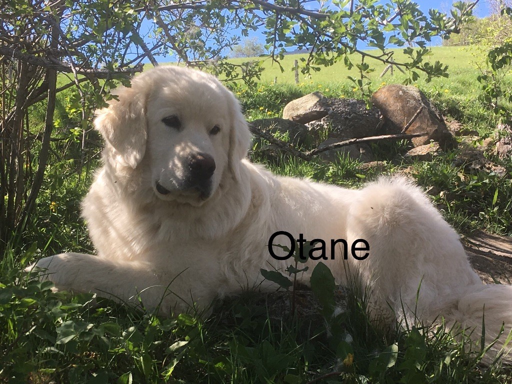 Otane By Champs'Or