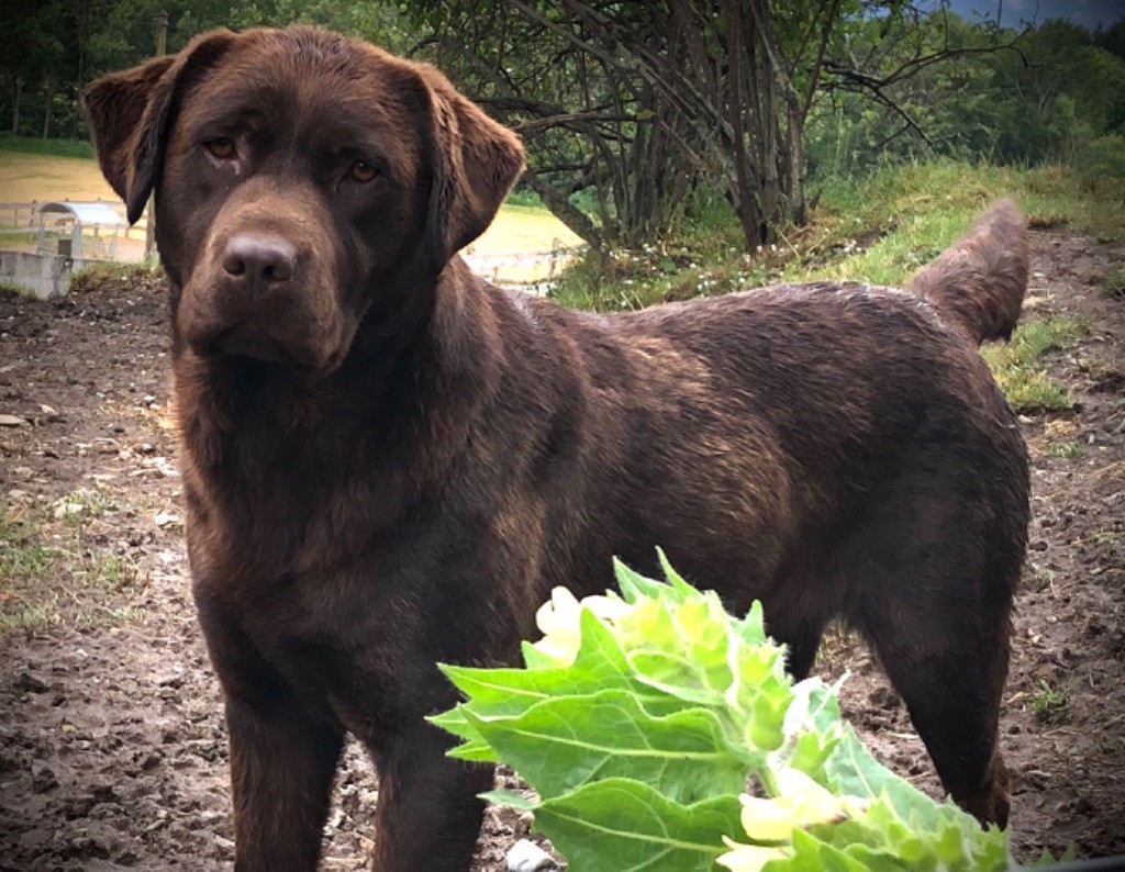 Les Labrador Retriever de l'affixe By Champs'Or