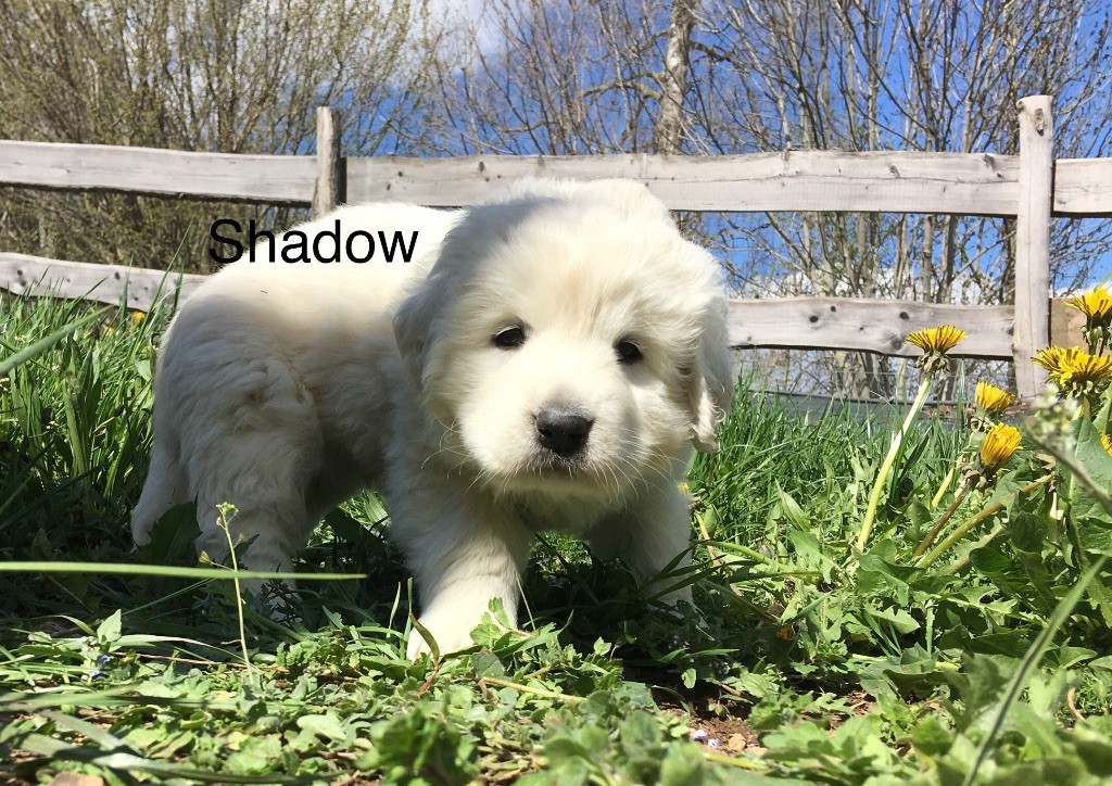 Shadow By Champs'Or