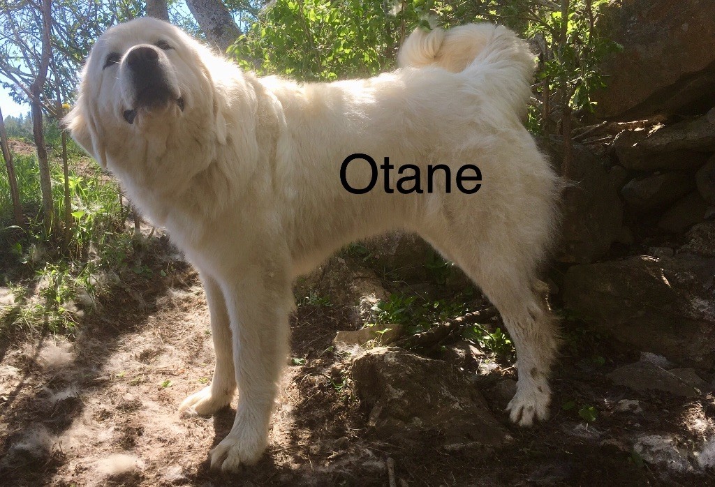 Otane By Champs'Or