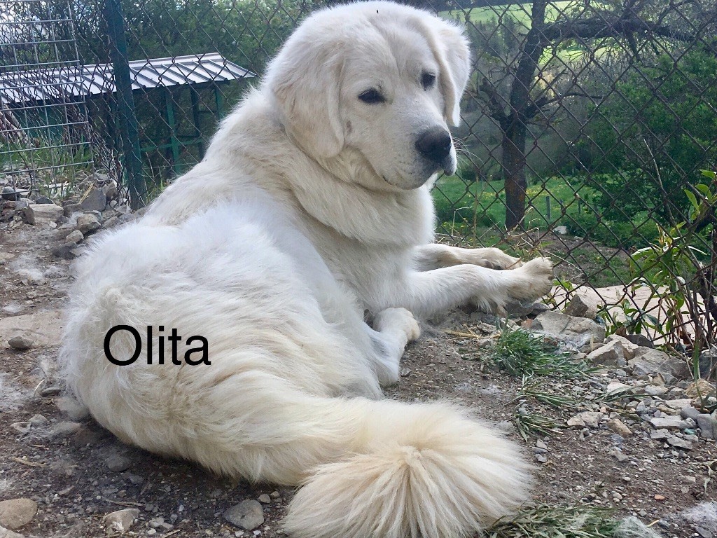 Olita By Champs'Or