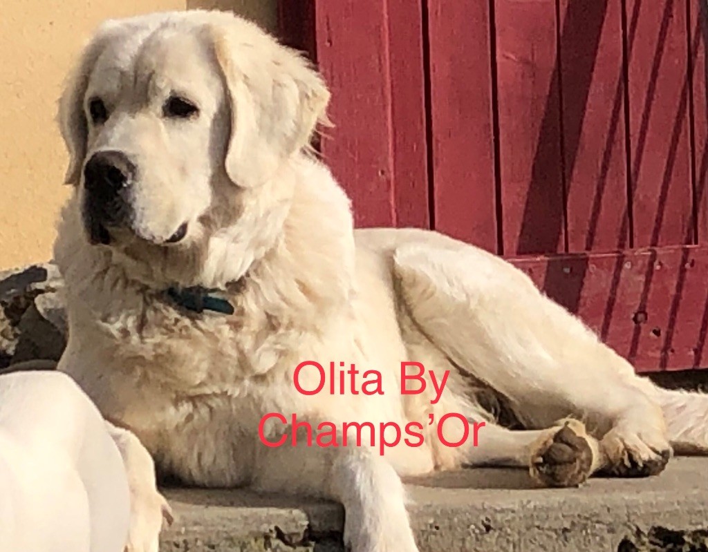 Olita By Champs'Or