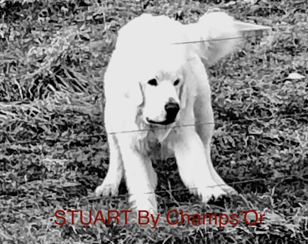 Stuart By Champs'Or