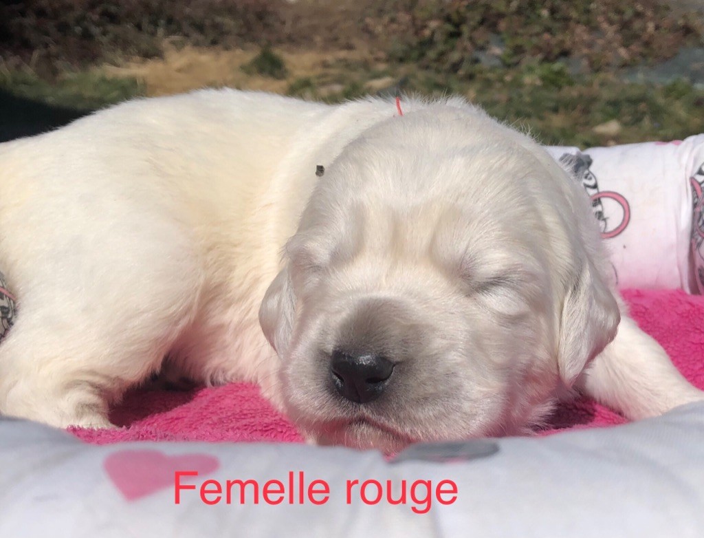 By Champs'Or - Chiot disponible  - Berger de Podhale - Tatra