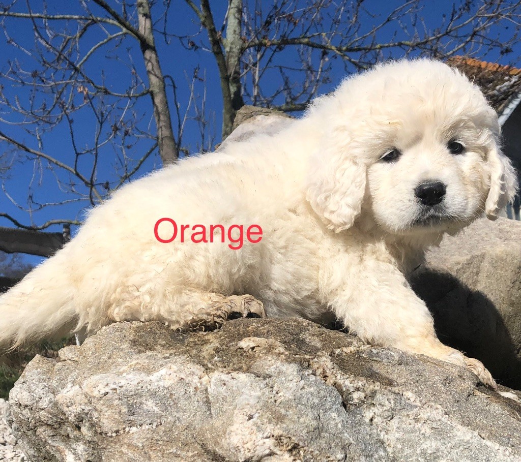 By Champs'Or - Chiot disponible  - Berger de Podhale - Tatra