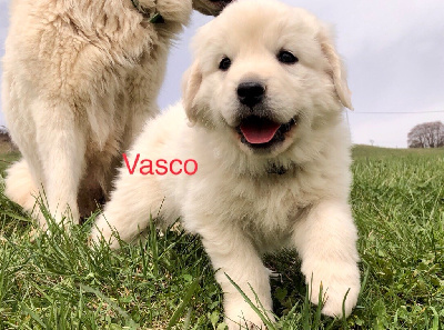 Vasco By Champs Or