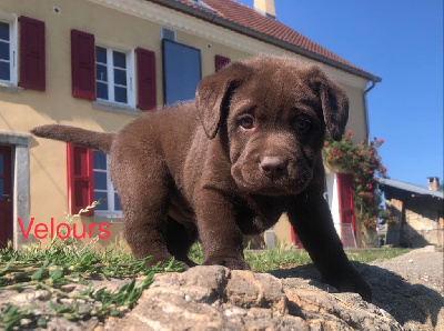 By Champs'Or - Labrador Retriever - Portée née le 14/06/2024