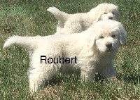 ROUBERT By Champs-Or