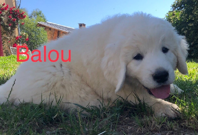 T BALOU By Champs Or