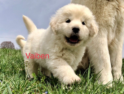 Vaiben By Champs Or