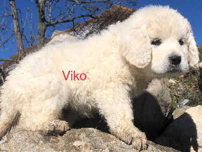 ViKO By Champs Or