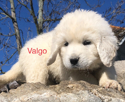 VALGO By Champs Or