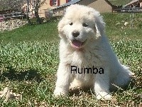 RUMBA By Champs-Or