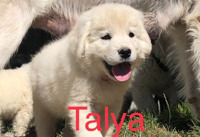 TALYA By Champs Or