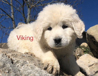 Viking By Champs Or