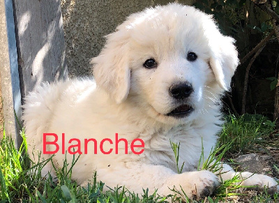T BLANCHE By Champs Or