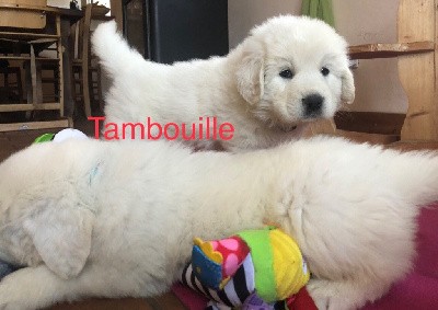 TAMBOUILLE By Champs Or