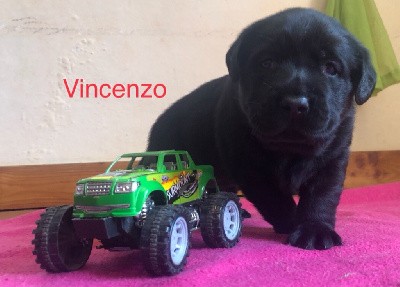 Vincenzo By Champs Or