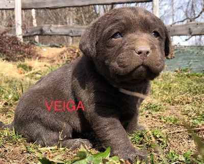 VEIGA By Champs Or