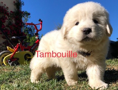 TAMBOUILLE By Champs Or