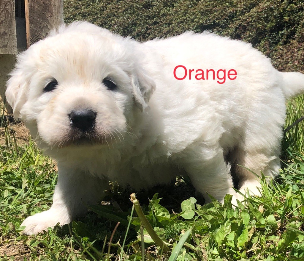 By Champs'Or - Chiot disponible  - Berger de Podhale - Tatra