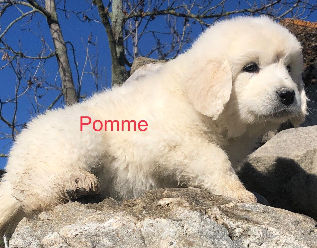 By Champs'Or - Chiot disponible  - Berger de Podhale - Tatra