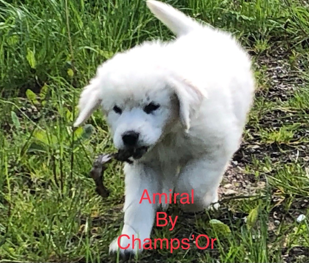 Amiral By Champs'Or