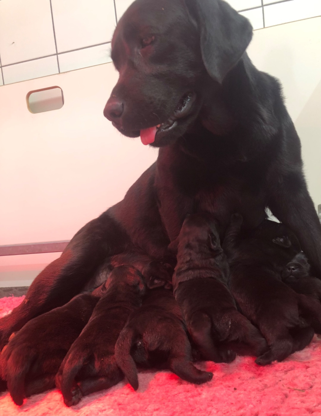 Un chiot mâle disponible