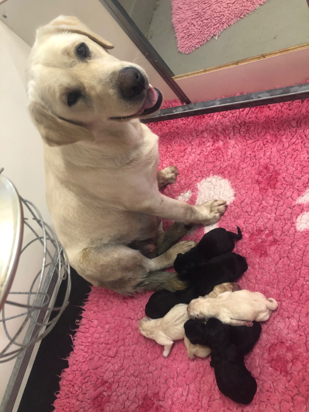 Prochaine naissance vers le 17/12/25