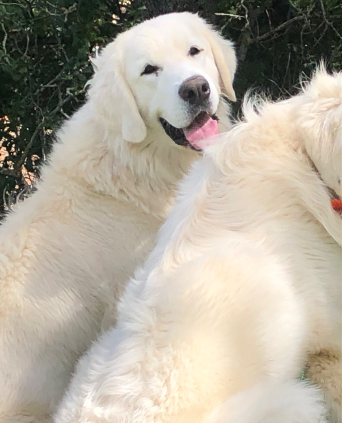 By Champs'Or - Prochaine naissance mi décembre 2025