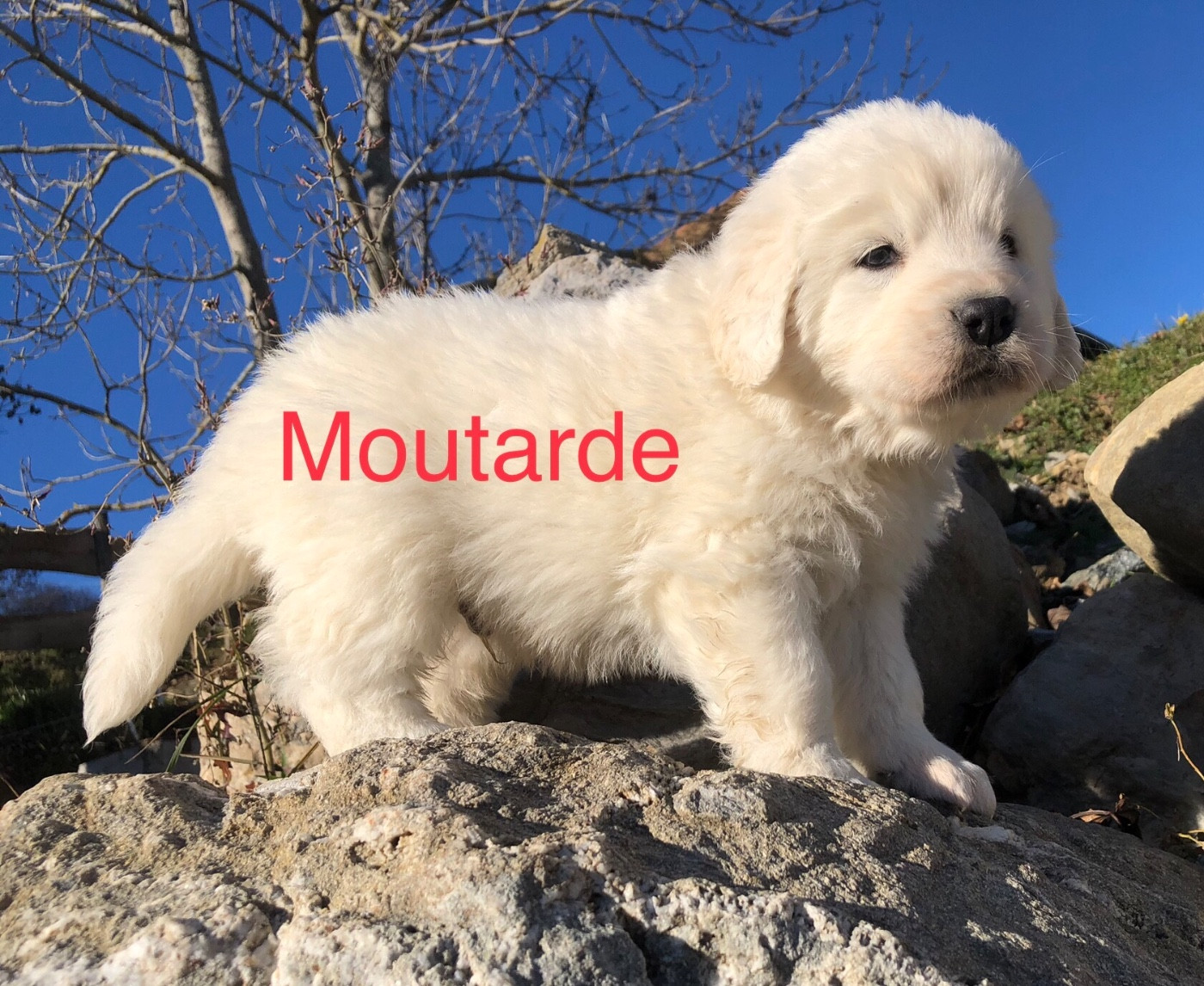 By Champs'Or - Un chiot mâle disponible