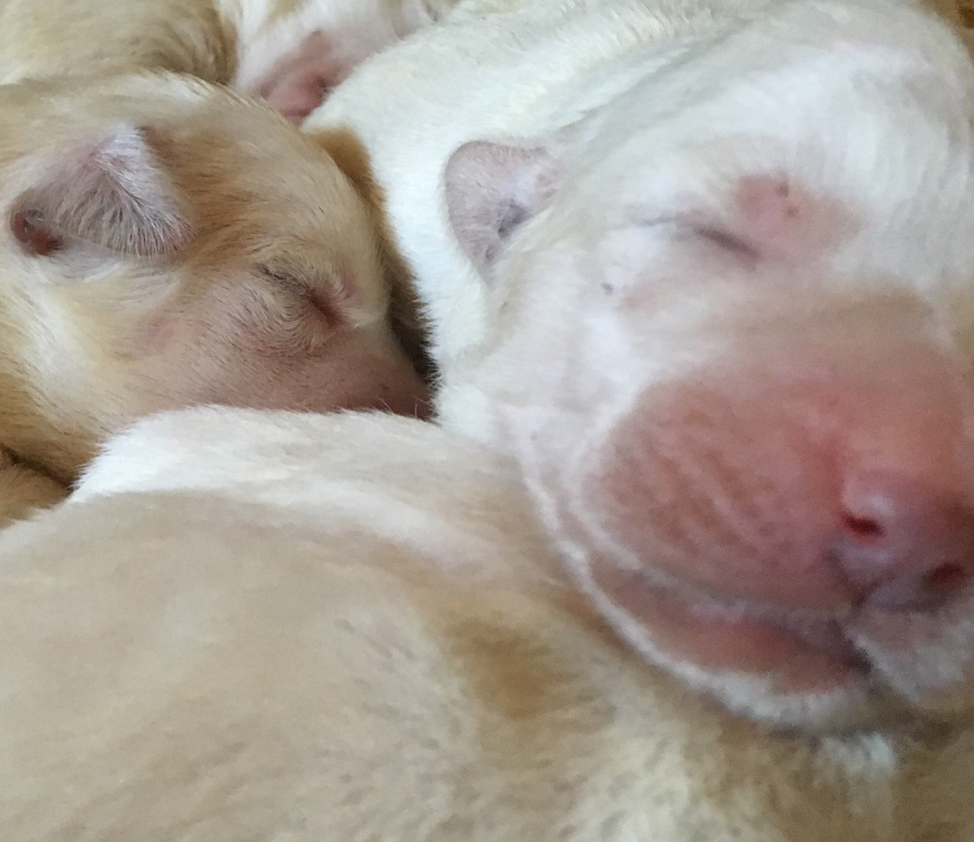 By Champs'Or - Chiots disponibles à la réservation