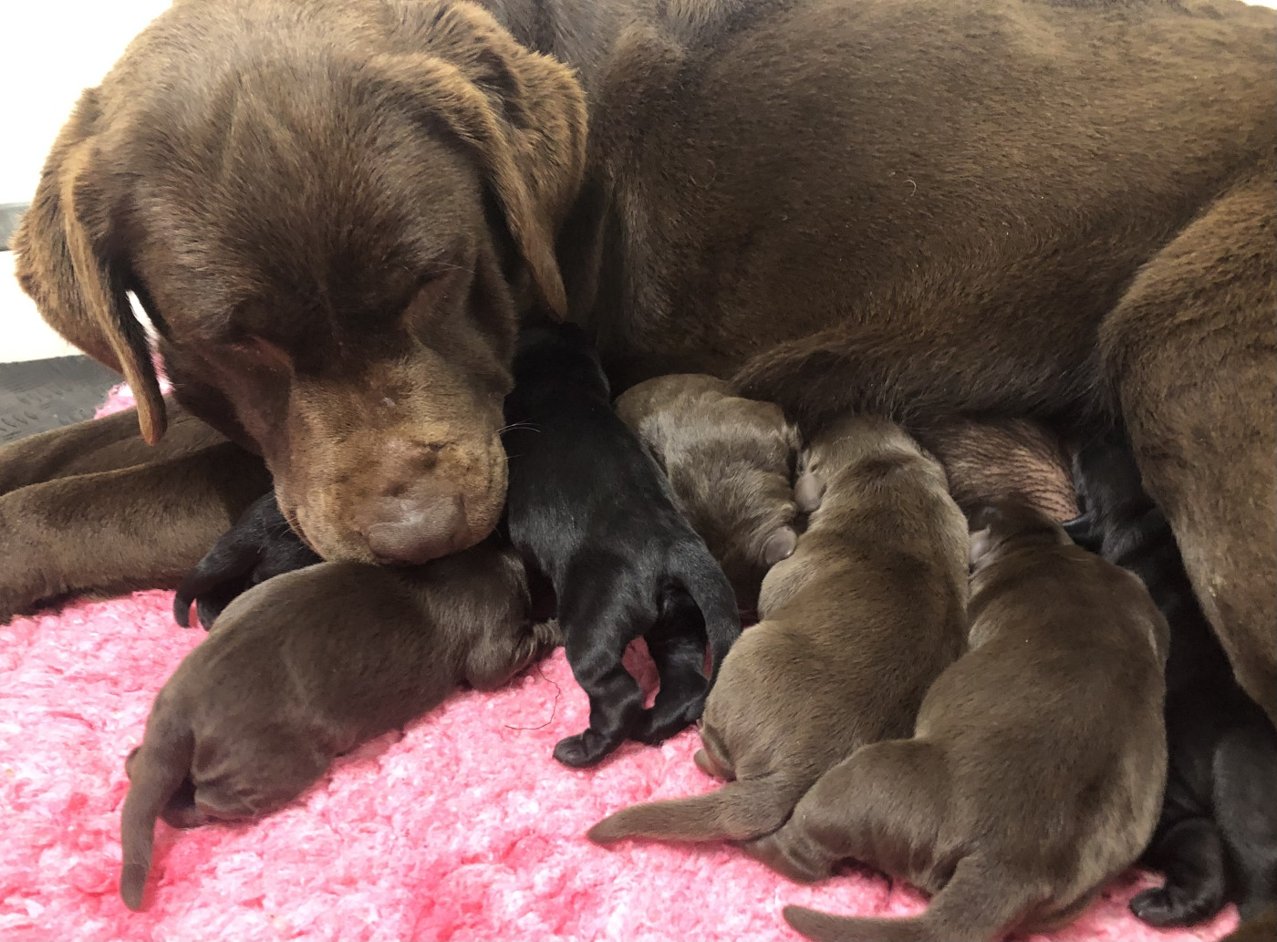 Les chiots de Summer sont nés