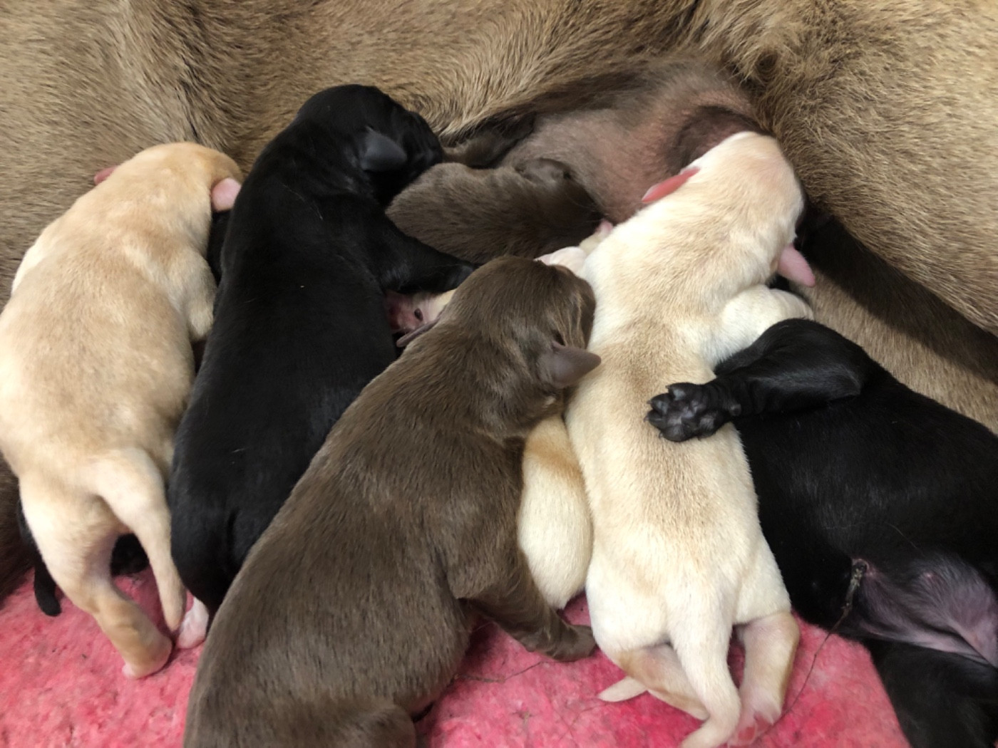 Valentine nous offre une magnifique portée