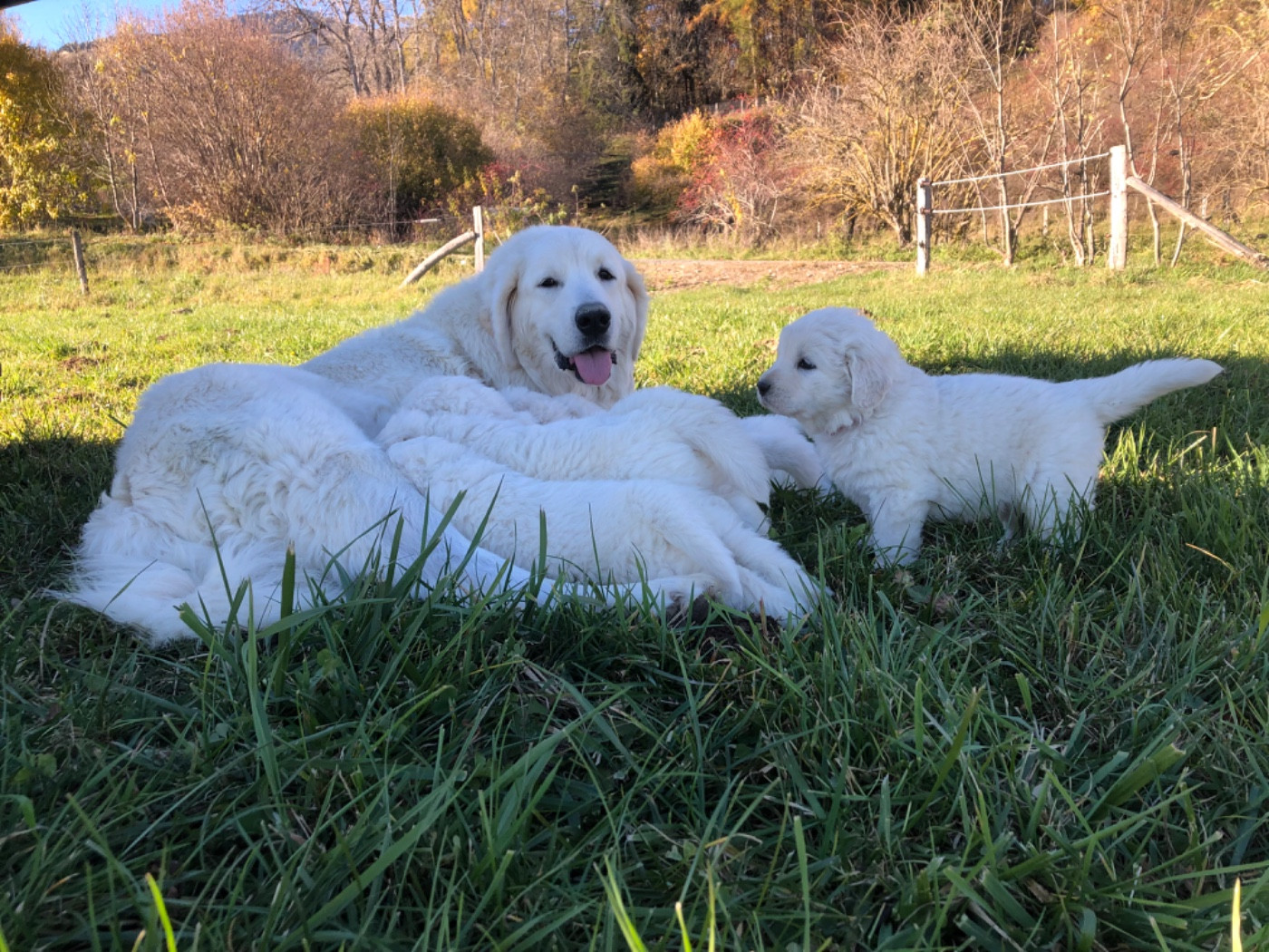 By Champs'Or - Prochaine naissance : novembre 2026