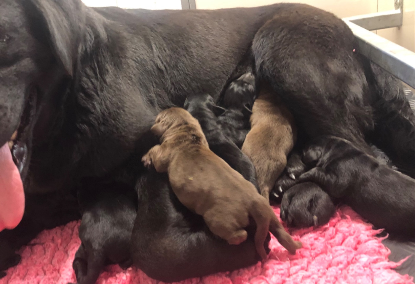 Les chiots de Toundra sont nés