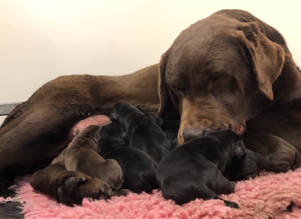 Les chiots de SUMMER sont nés 