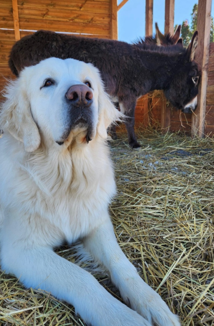 Vanille By Champs Or