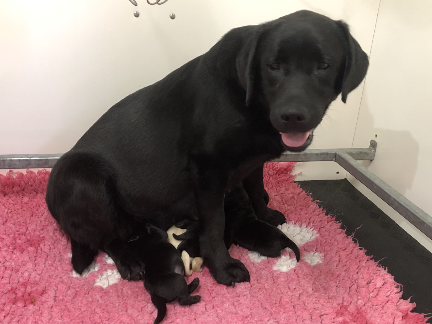 Chiot Labrador Retriever By Champs'Or