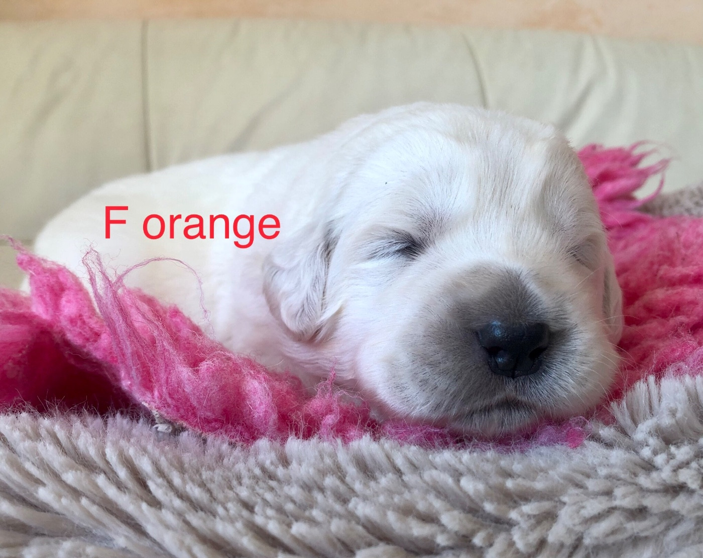By Champs'Or - Chiots disponibles - Berger de Podhale - Tatra