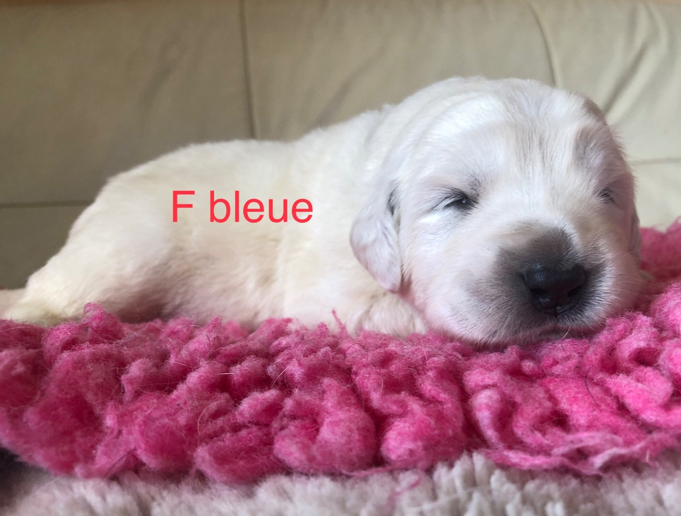 By Champs'Or - Chiots disponibles - Berger de Podhale - Tatra
