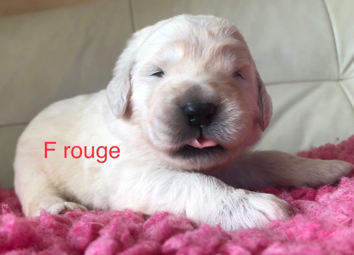 By Champs'Or - Chiots disponibles - Berger de Podhale - Tatra