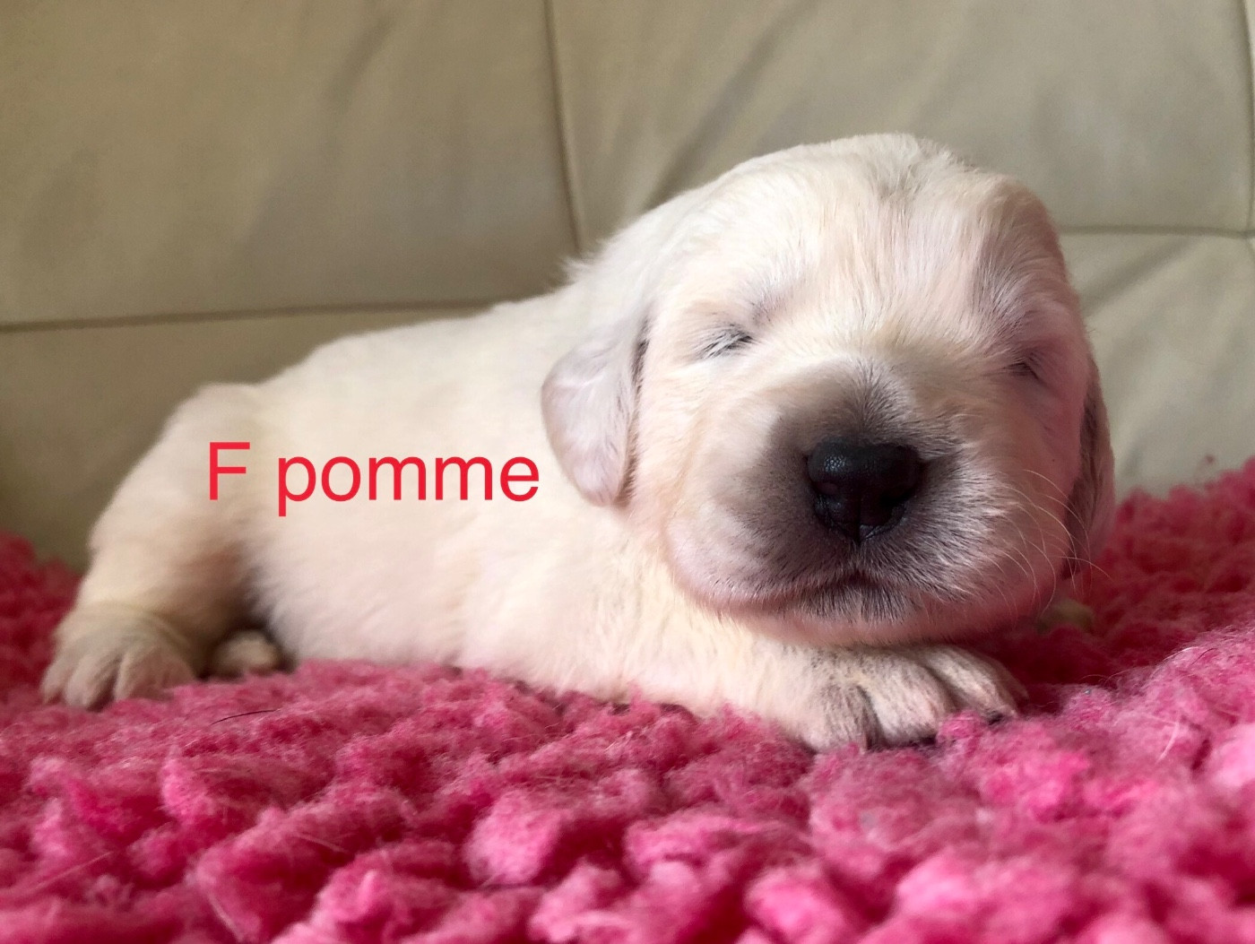 By Champs'Or - Chiots disponibles - Berger de Podhale - Tatra