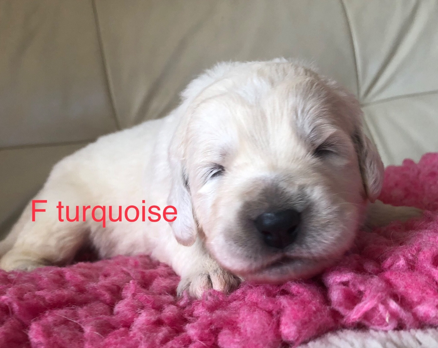 By Champs'Or - Chiots disponibles - Berger de Podhale - Tatra