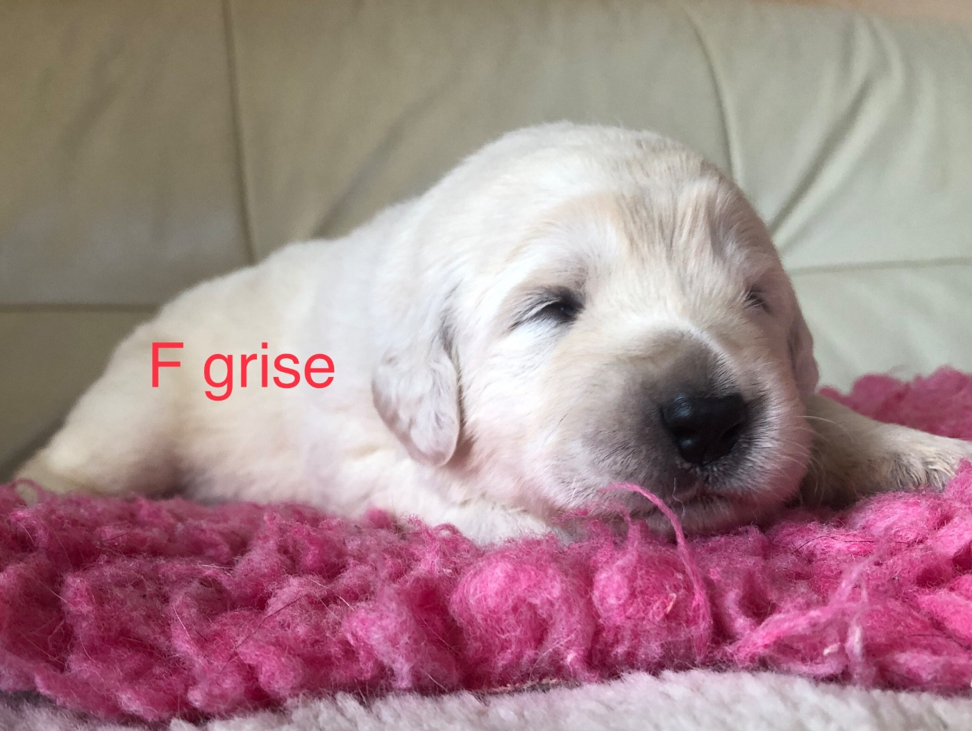 By Champs'Or - Chiots disponibles - Berger de Podhale - Tatra