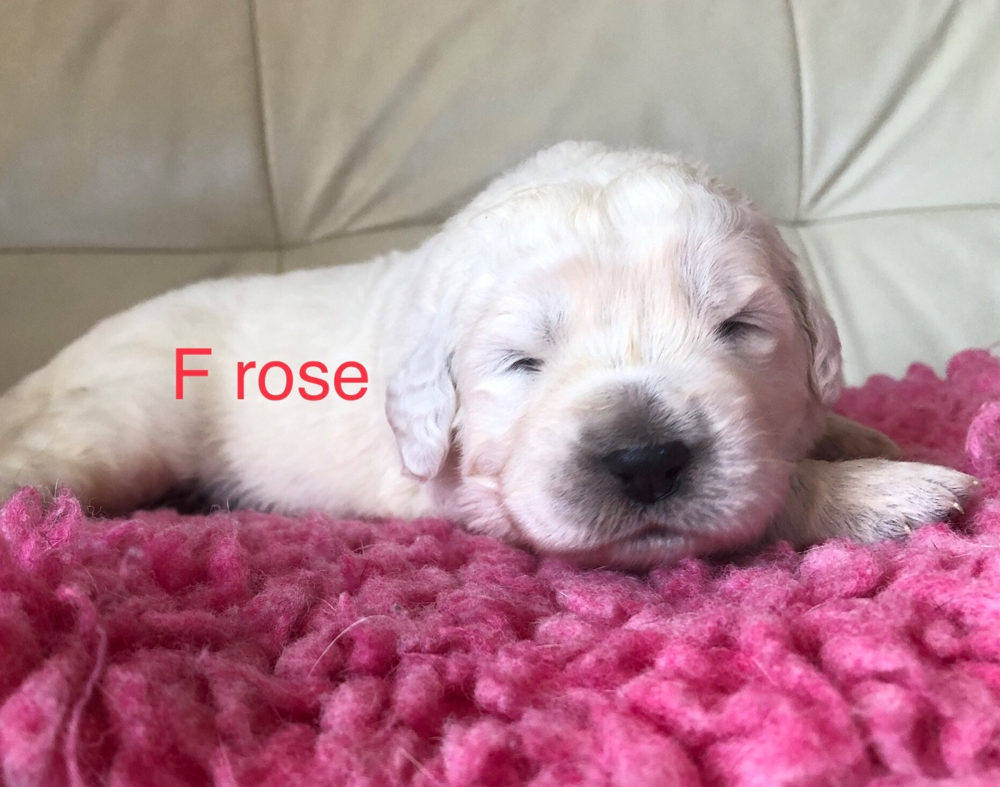 By Champs'Or - Chiots disponibles - Berger de Podhale - Tatra