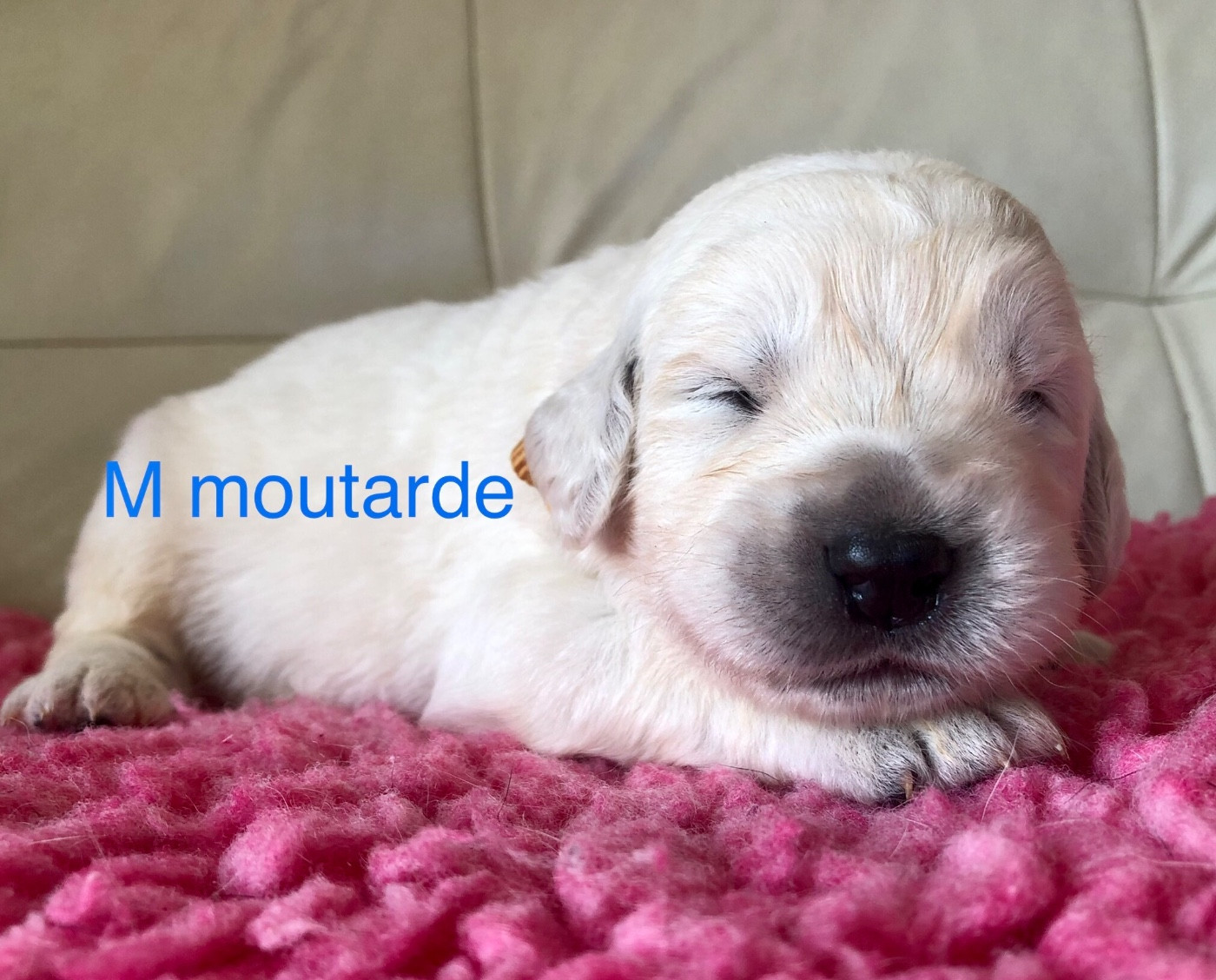 By Champs'Or - Chiots disponibles - Berger de Podhale - Tatra