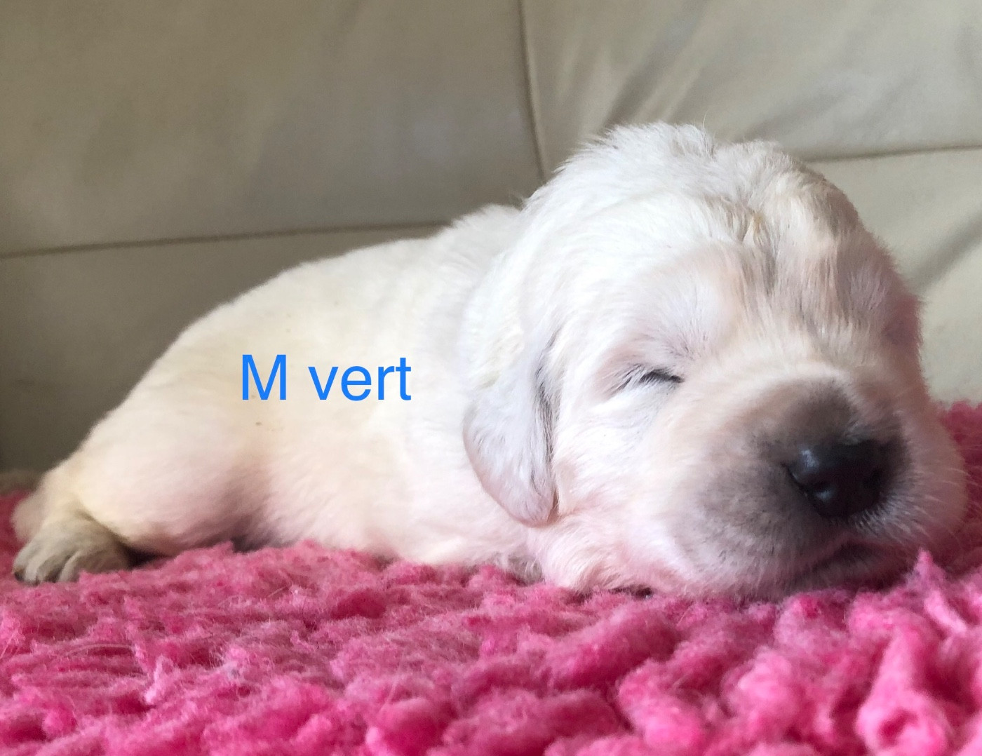 By Champs'Or - Chiots disponibles - Berger de Podhale - Tatra