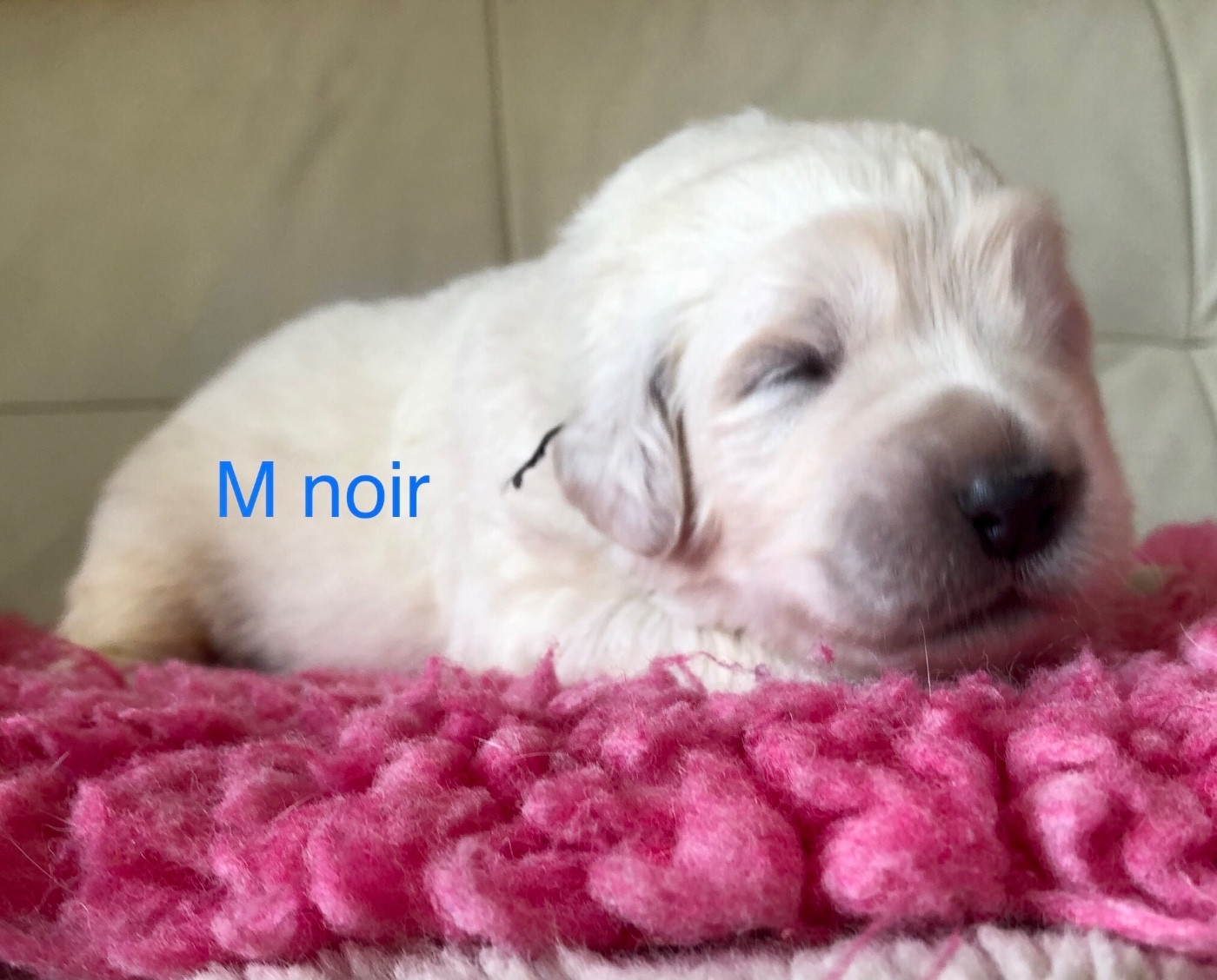 By Champs'Or - Chiots disponibles - Berger de Podhale - Tatra