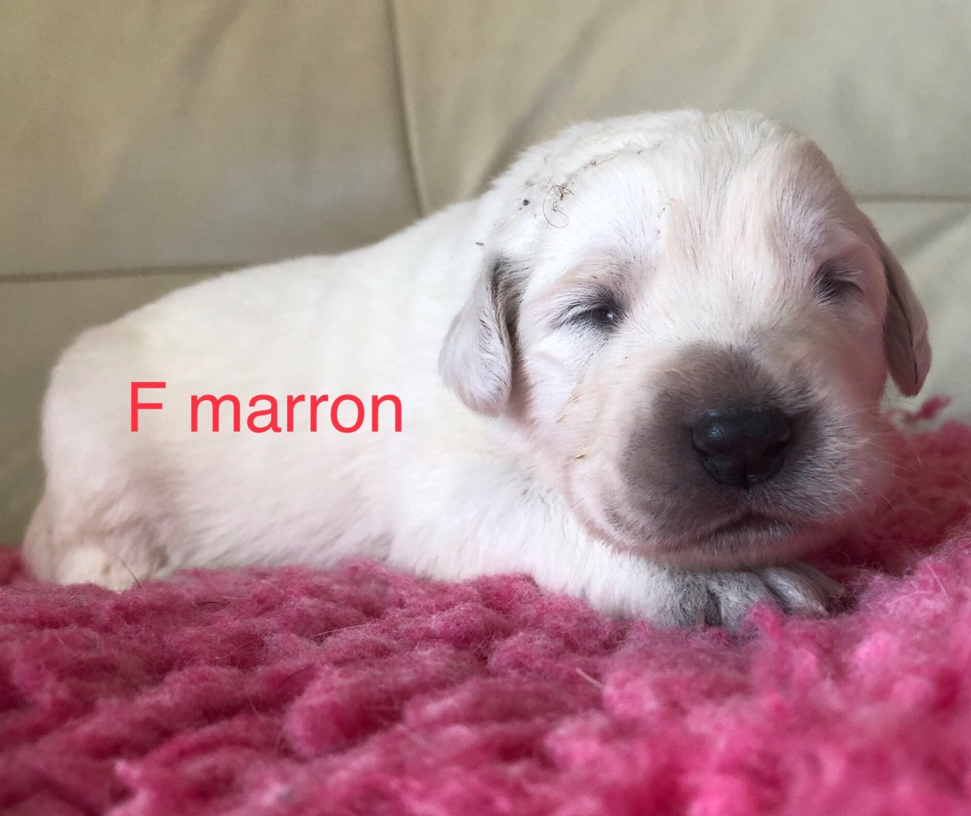 By Champs'Or - Chiots disponibles - Berger de Podhale - Tatra